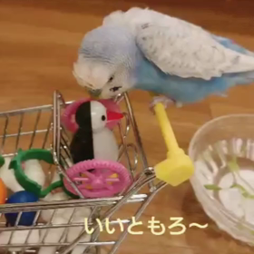 【おしゃべりインコ】笑っていいとも❤️の画像