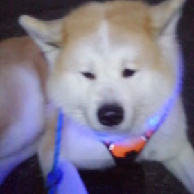 今朝のお散歩は順調？他のワンちゃんを避けるために必要以上に走らなければならなかったり未来丸との画像