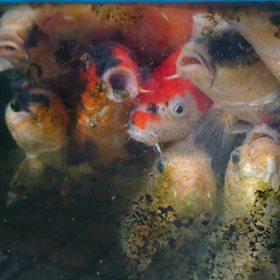 マド水槽の画像