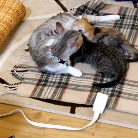 乳離れまだまだ先の画像