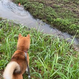 大物を狙うの画像