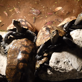 雁首揃えての画像