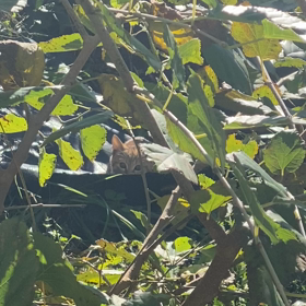 保護猫の朝散歩の画像