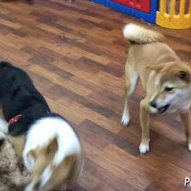 じゃれ合いの画像