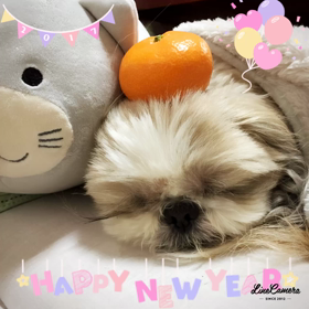 2017 よろしくねぇ〜╰(*´︶`*)╯♡の画像