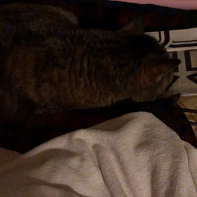 なまけものの画像