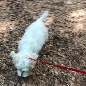 ♪お散歩動画♪代々木公園♪の画像