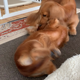 カミカミ〜♪の画像