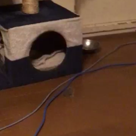 ただの大食らいではないのかもしれないの画像