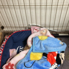 ４月17日の画像