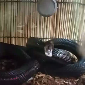 寝起きの悪い黒ちゃんの画像