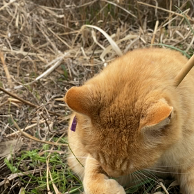 一人遊びもよくしていたね　帰っておいでの画像