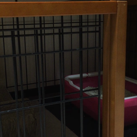 迷子の子猫ちゃんの画像