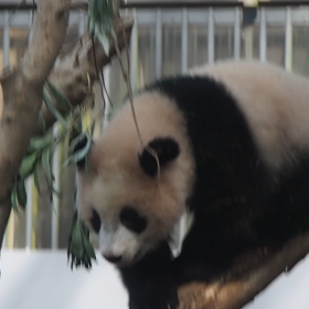 シャンシャン動画館の画像