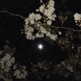 3/25の月と桜の画像