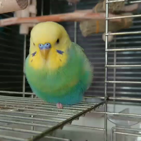 遊びたいけど眠いぴなちゃん(動画あり)の画像