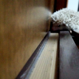 ♯今日のこはくさん(笑)♯の画像