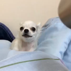 おさむvs.ドライヤー。の画像