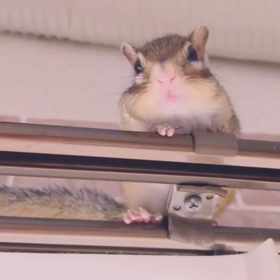 シマリス警戒鳴き！　ももたんの画像