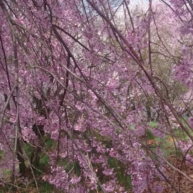 枝垂れ桜の画像