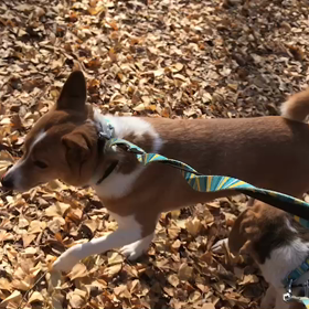 ♪お散歩動画♪代々木公園♪①の画像