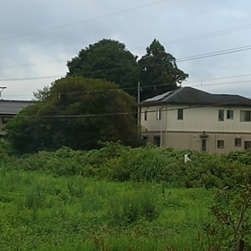 シナモン電車の画像