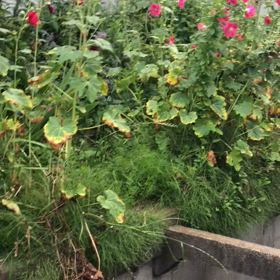 花／動画の画像