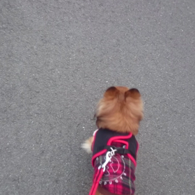 初動画♪の画像