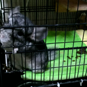 チンチラ･たかぎの出せ出せの画像