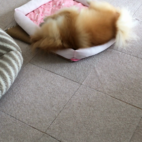 そんなところにの画像