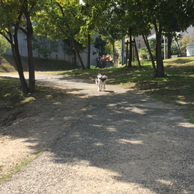 久しぶりに  走るの画像