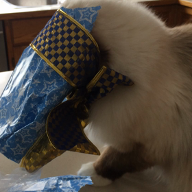 クリスマスキャットの画像