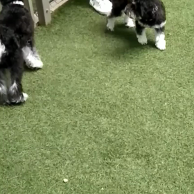 はじめてのドッグランの画像