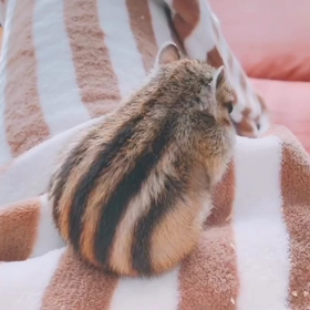 シマリスちょこブラッシングに夢中♡♡の画像