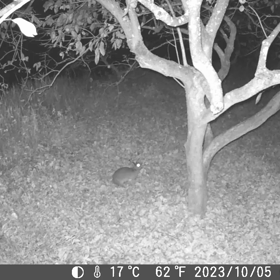 すぎぴたんの事件簿シーズン3　411話（ウサギとコウモリのコラボ！）の画像