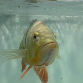 ビッグサイズ キクラオリノコお買い上げ！の画像