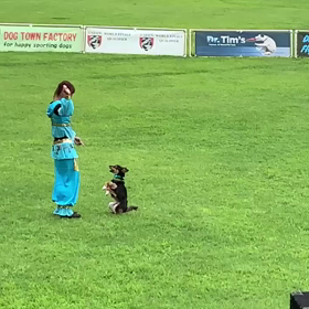 ビフォーアフタービビり保護犬がドッグダンスの画像