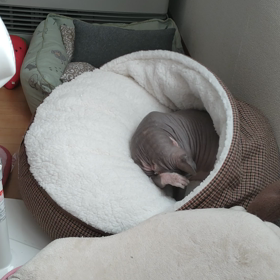 チャメちゃんの画像