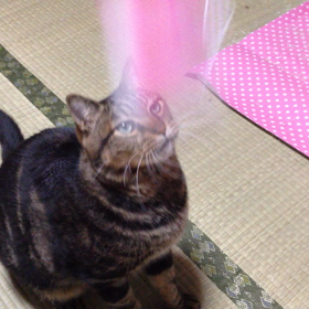 メロとジンタ、ねこじゃらしで遊ぶ。その1の画像