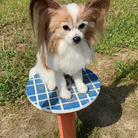 パピヨン　イヴちゃんの画像