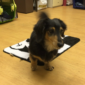 レイチ編。の画像