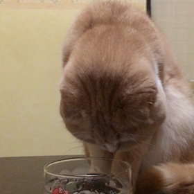 気になるにゃん！の画像