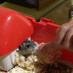 催促する りんの画像