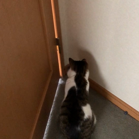 愛犬チップ君の月命日を夢できずかされかた。保護猫デール蜘蛛を追う動画。の画像