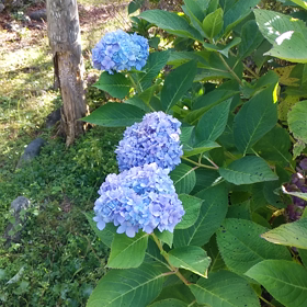 秋の『アジサイ』の画像