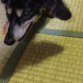 ハイビスカスの花を食べるペロちゃんの画像