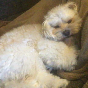 謎のぺろぺろ movieの画像