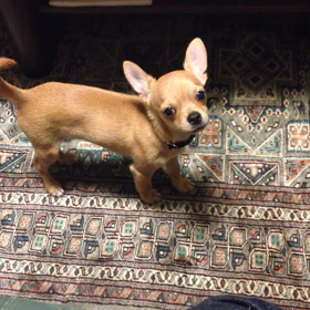 おやすみ芸の画像