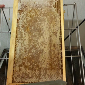 蜜蓋切りの画像