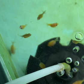 水換え3時間後の画像